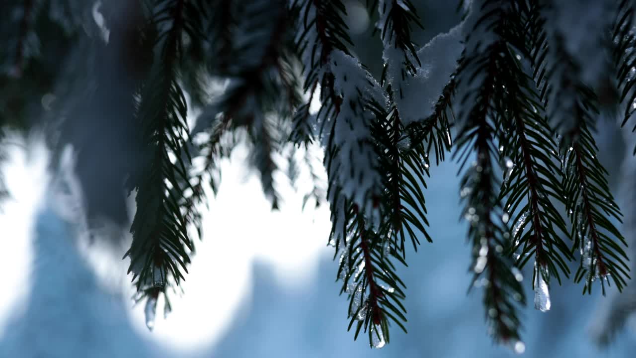 在寒冷的雪夜之后，明亮的冬日里，迷人的山林视频下载