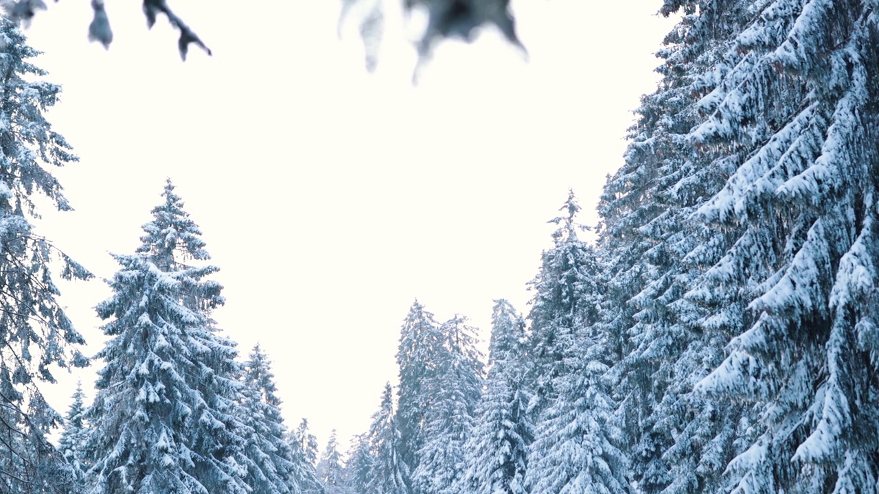 高大的蓝山上，巨大的积雪覆盖着森林，气温极低视频素材