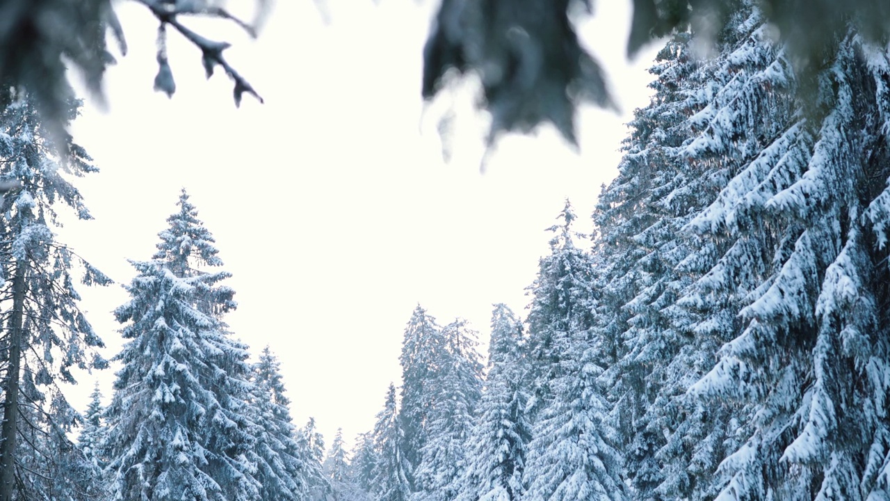 冰天雪地的森林在冰天雪地后覆盖了一层厚厚的雪视频素材