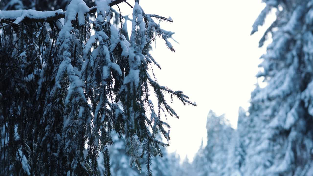 在德国的taunus森林探索冬季积雪，白色背景视频素材