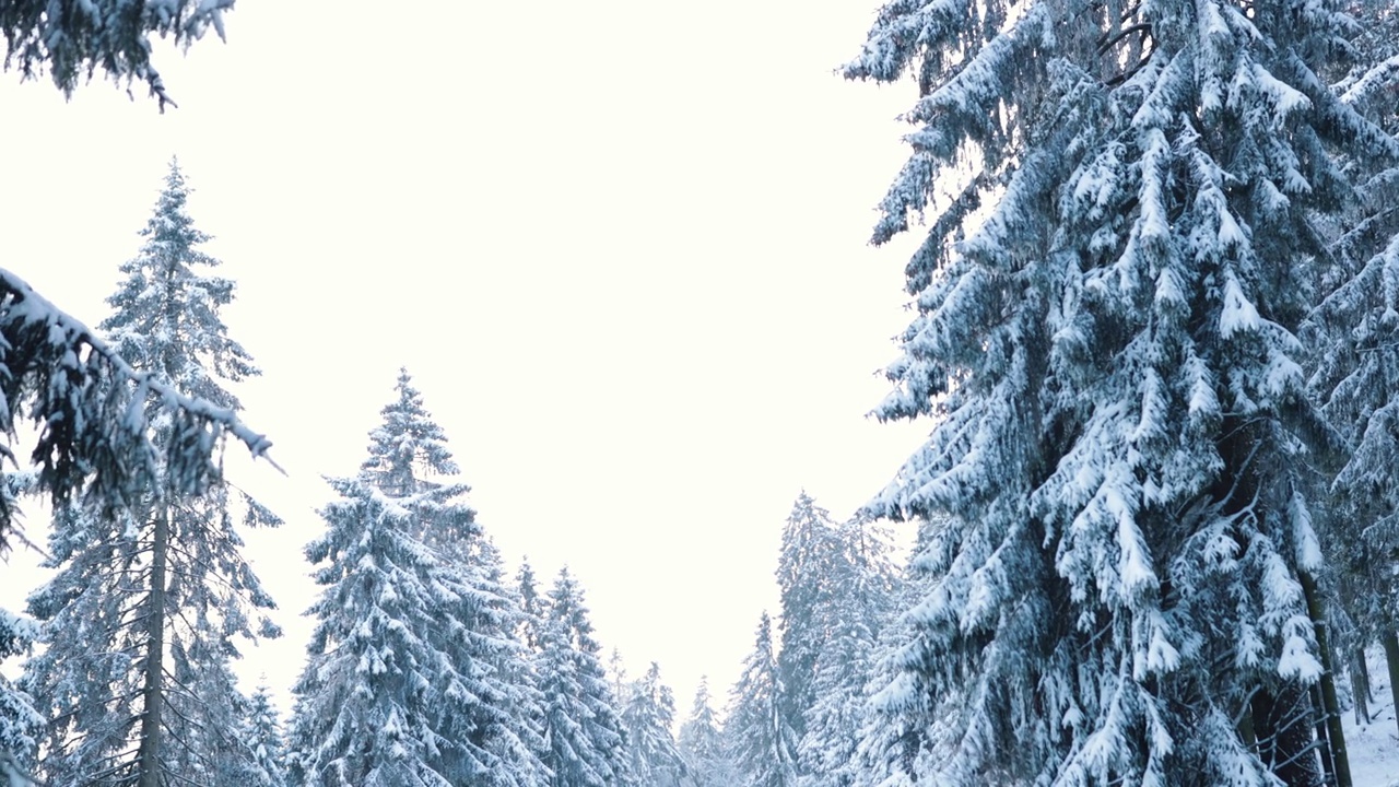 在冰天雪地的冬夜后，迷人的牛头森林视频下载