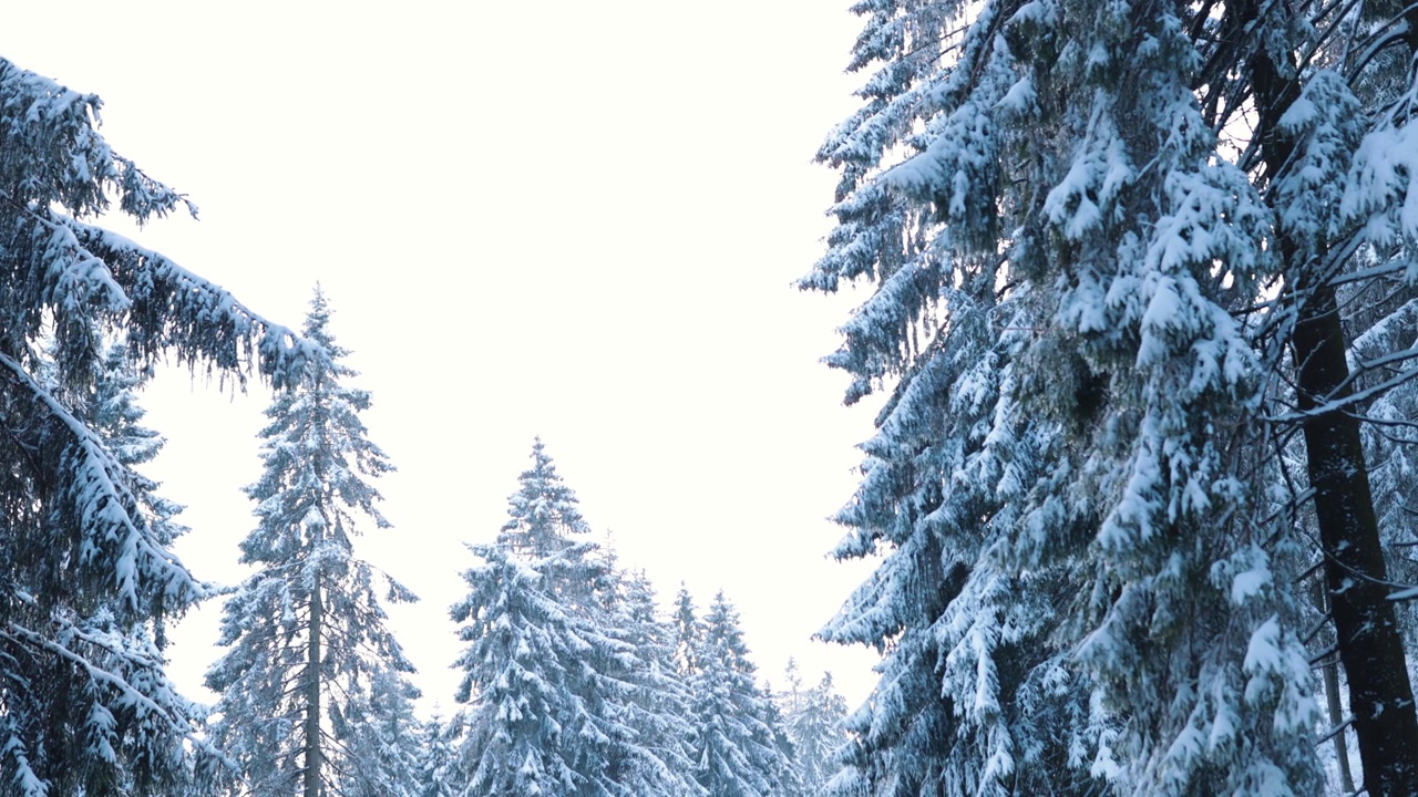 深冬的高山里，雪覆盖着牛头林视频素材