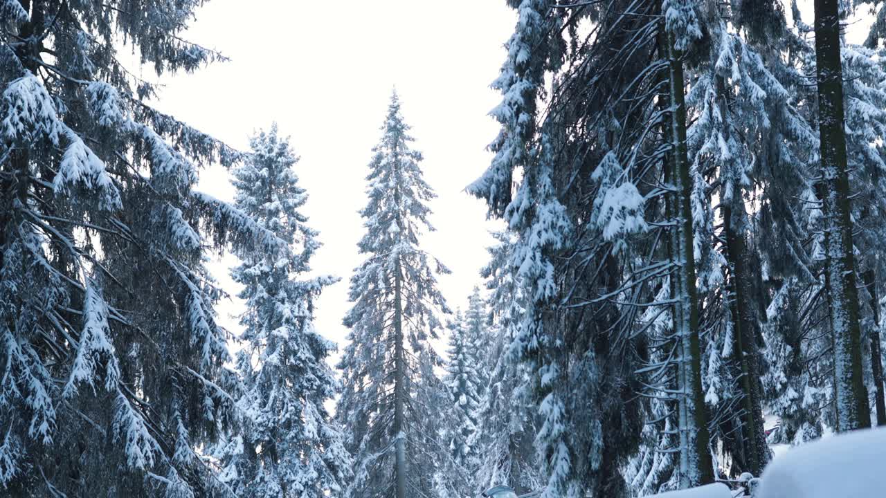 明亮冰冷的冬日里，白雪皑皑的牛头森林视频下载