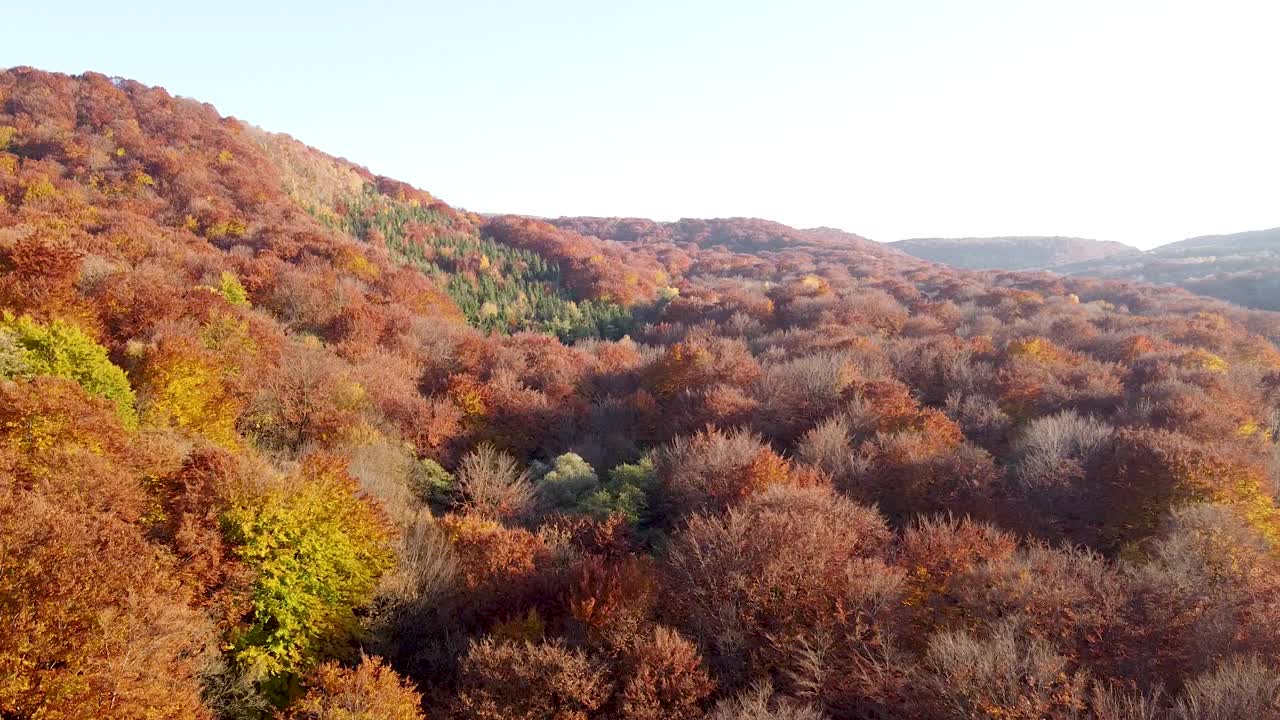 橙色秋林全景图视频下载