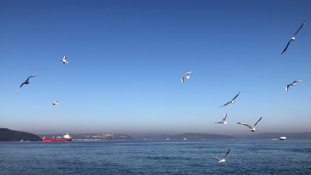 海鸥在海面上飞翔视频素材