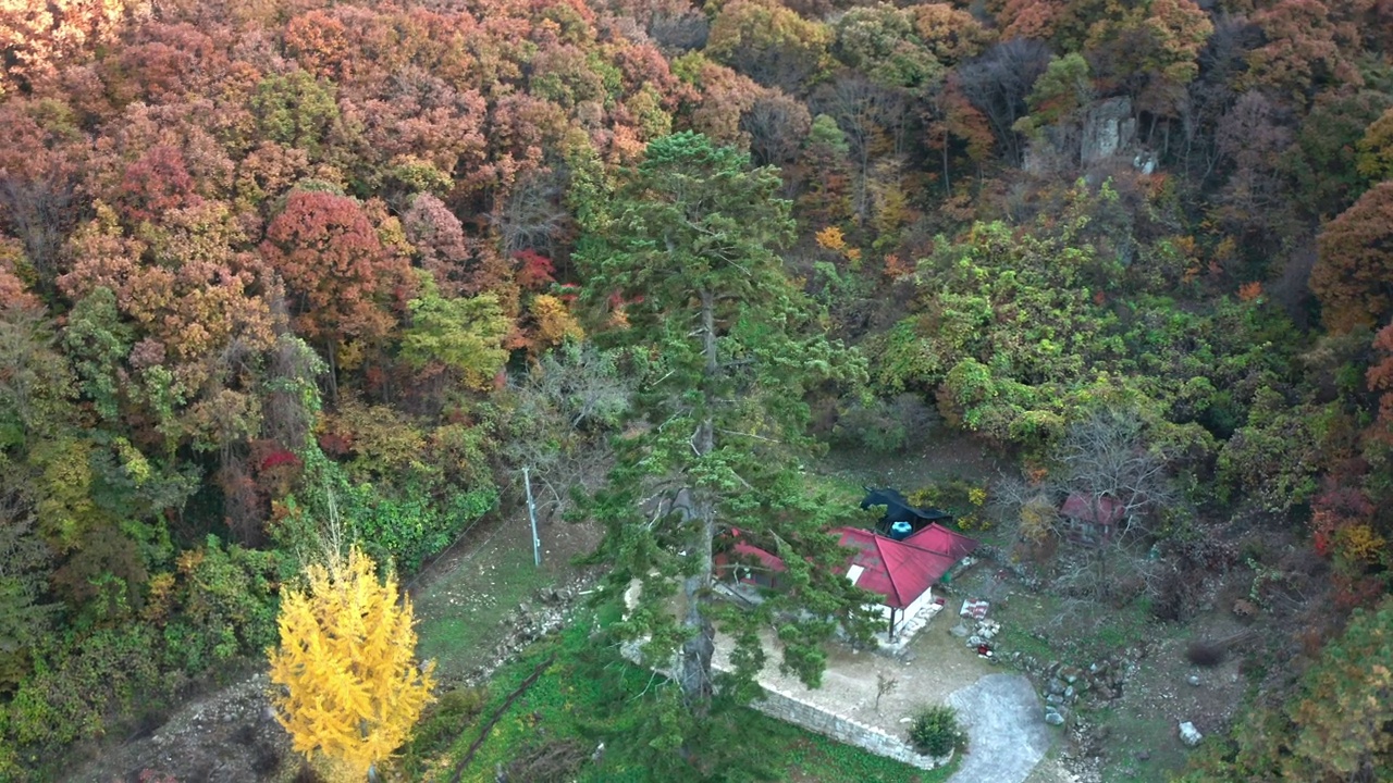 韩国全北济南市济南郡，天皇寺的针杉视频素材