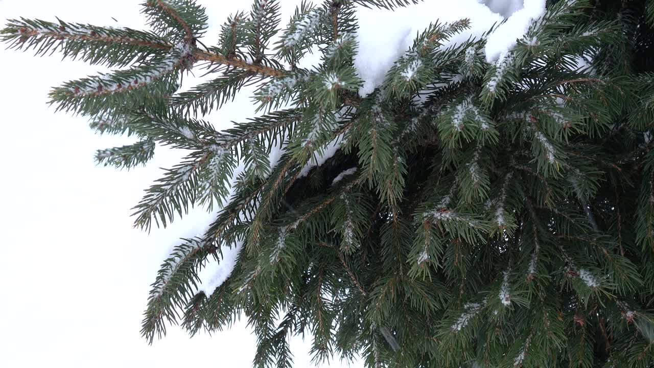 背景是针叶林里的暴风雪视频素材