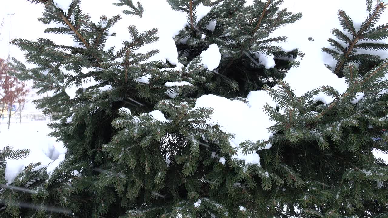 背景是针叶林里的暴风雪视频素材