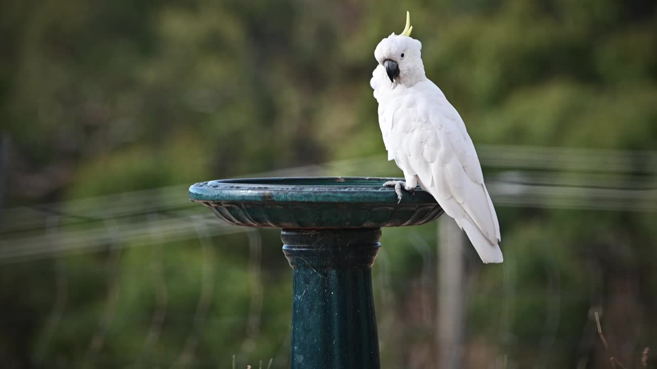 硫磺凤头鹦鹉(Cacatua galerita)视频素材