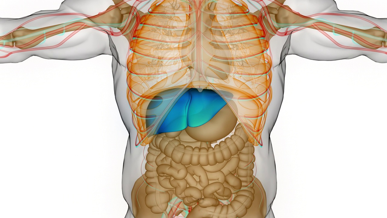 人体消化器官肝脏解剖动画概念视频素材