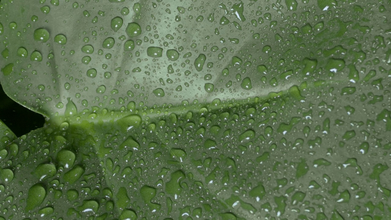 雨点滚落在绿叶上的细节镜头视频素材