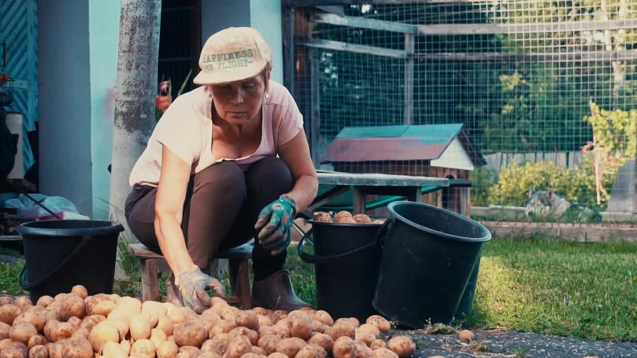 一位成年女农民在花园里的绿草地上对土豆进行分类。在一个阳光明媚的夏日收获。有选择性的重点视频下载