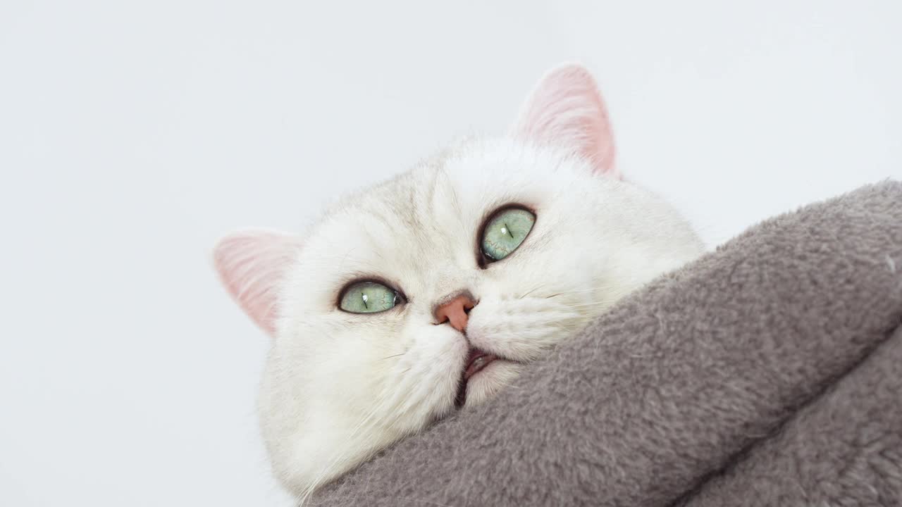 4k特写在灰猫树上睡着的蓝色大眼睛的白色小猫。从上面看。家猫撒谎。猫睡觉。快乐可爱宠物的概念。视频素材