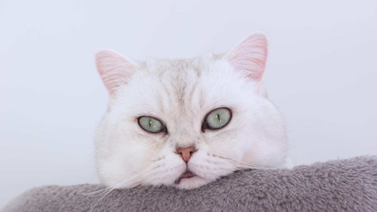 4k特写在灰猫树上睡着的蓝色大眼睛的白色小猫。条纹家猫躺着。猫睡觉。快乐可爱宠物的概念。视频素材