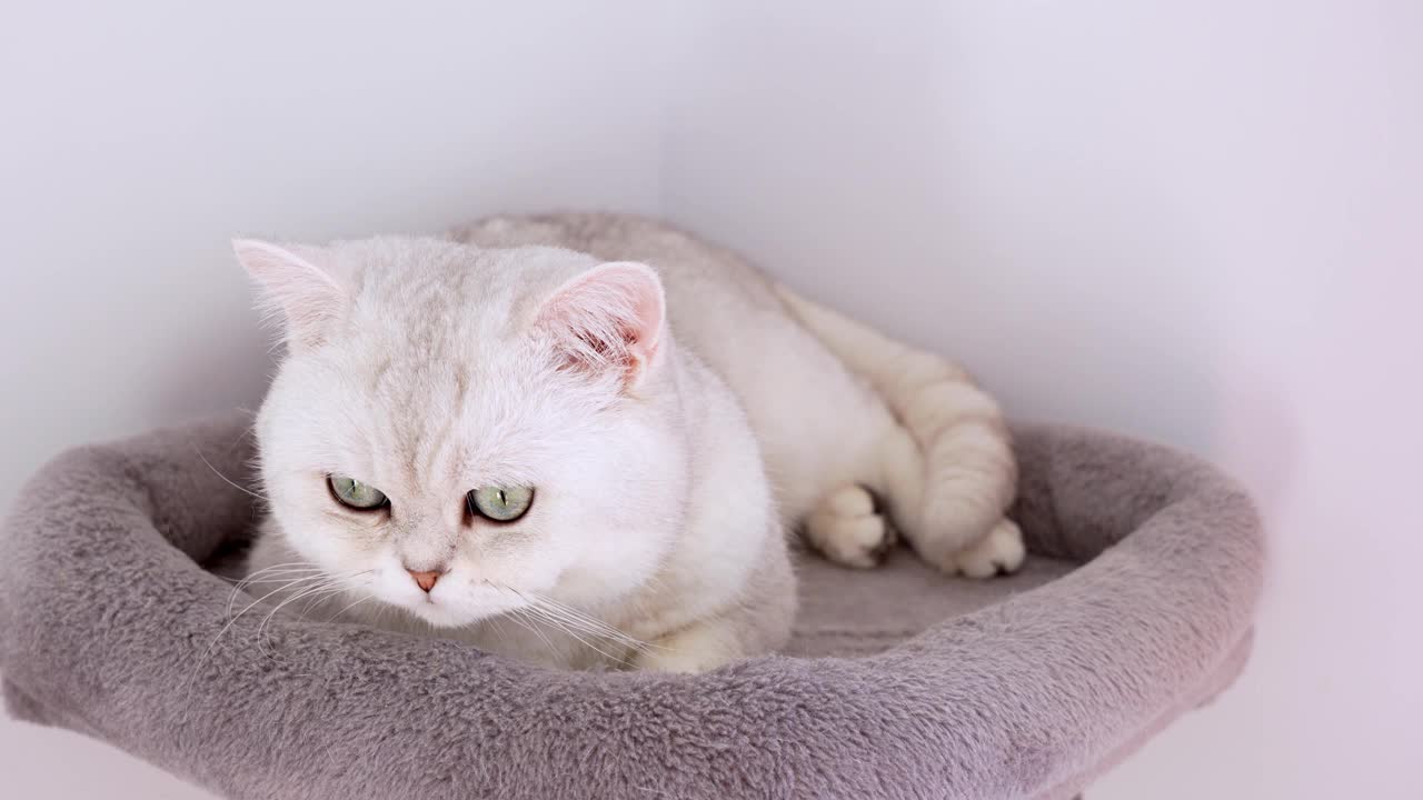 4k特写白色小猫，蓝色的大眼睛躺在灰猫树上。条纹家猫躺着。猫睡觉。快乐可爱宠物的概念。视频素材