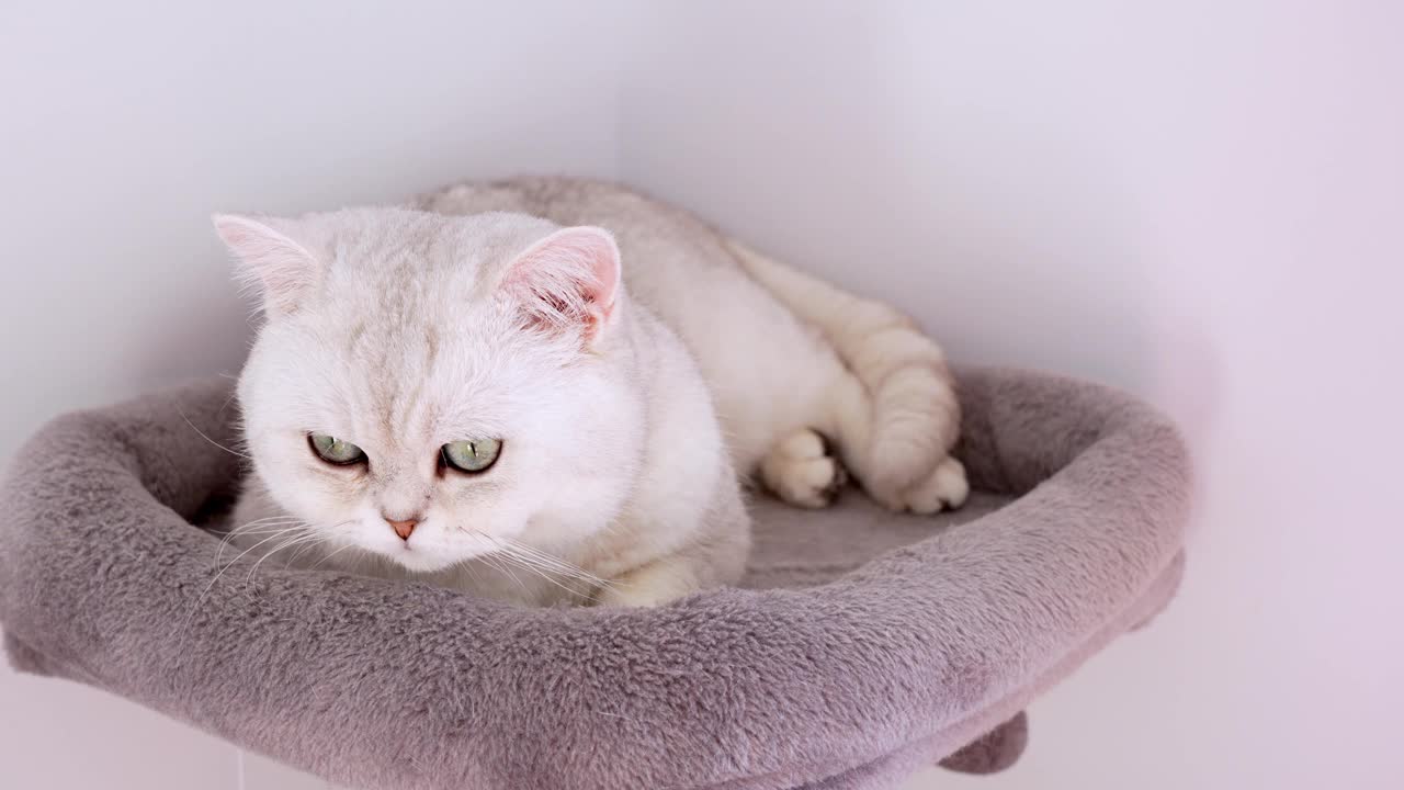 4k特写白色小猫，蓝色的大眼睛躺在灰猫树上。条纹家猫躺着。猫睡觉。快乐可爱宠物的概念。视频素材
