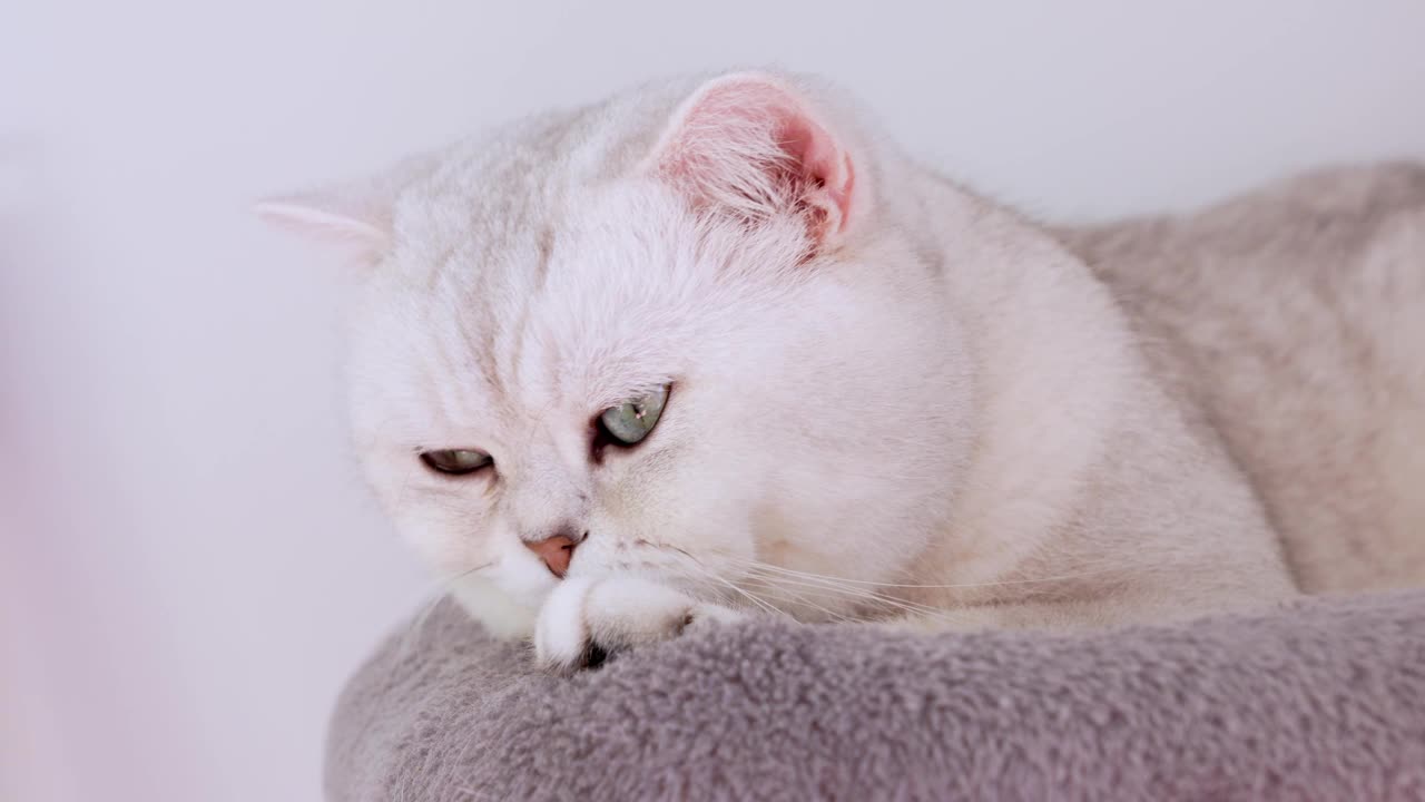 4k特写蓝色大眼睛的白色小猫。白色家猫躺在猫树上。沉睡的猫。快乐可爱宠物的概念。视频素材