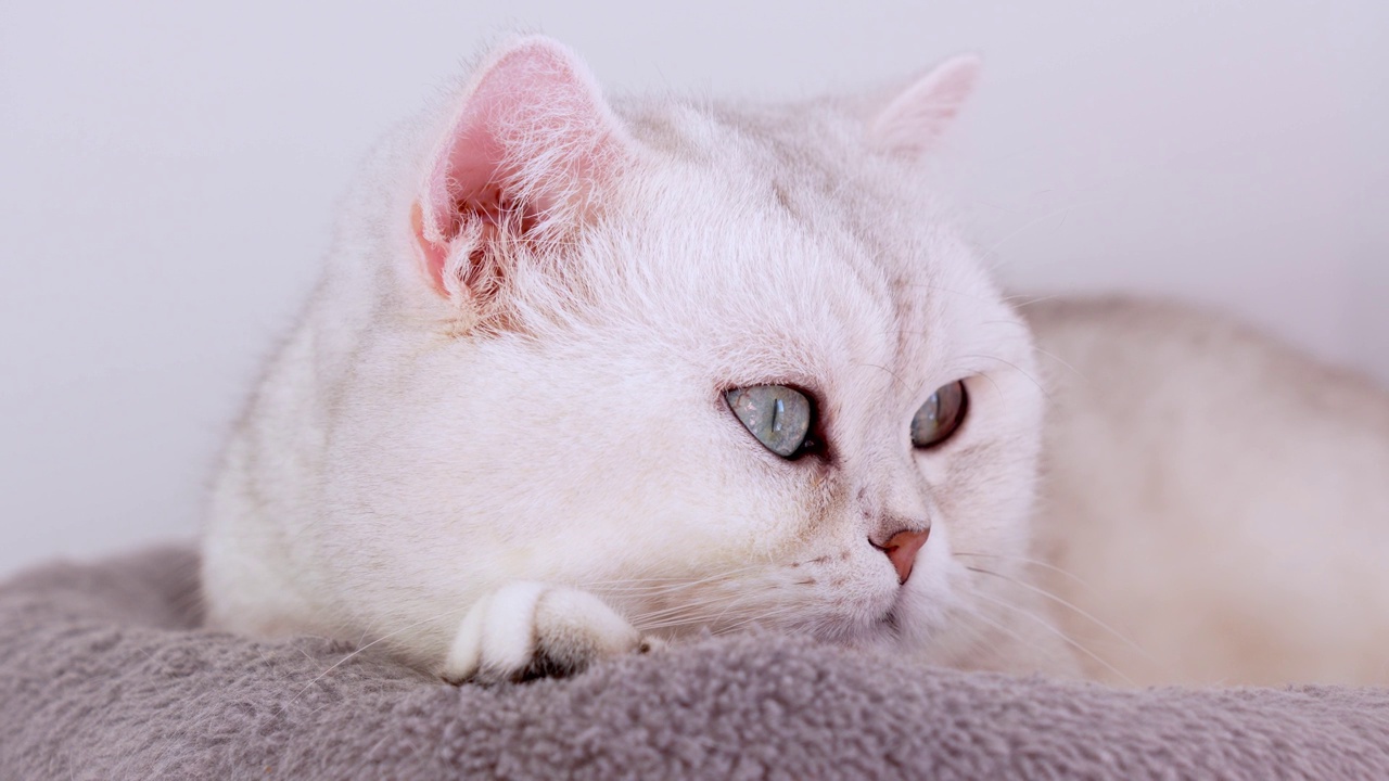 4k特写蓝色大眼睛的白色小猫。白色家猫躺在猫树上。沉睡的猫。快乐可爱宠物的概念。视频素材