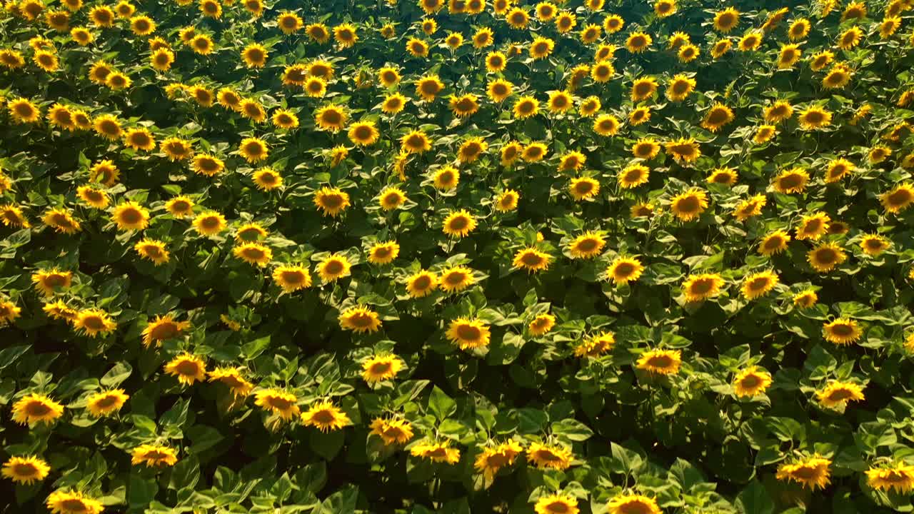 夏日，一片黄色向日葵盛开的田野的俯视图。视频素材