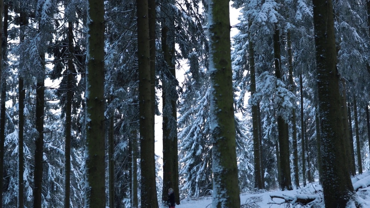 安静的冬天早晨，在德国的被雪覆盖的taunus森林，背景视频素材