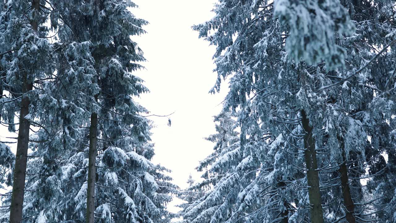 大雪覆盖的森林，德国在深冬后的寒冷夜晚，背景视频素材