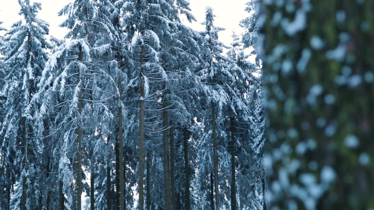 寒冷的蓝色松树在德国冬季森林覆盖在冰雪4k背景视频下载