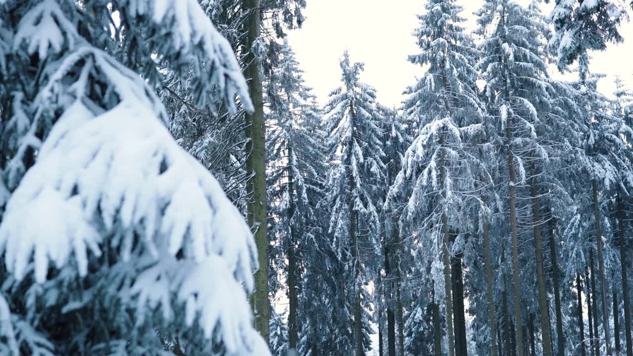 在一个寒冷的日子里，走在德国高高的积雪覆盖的松树林中视频素材