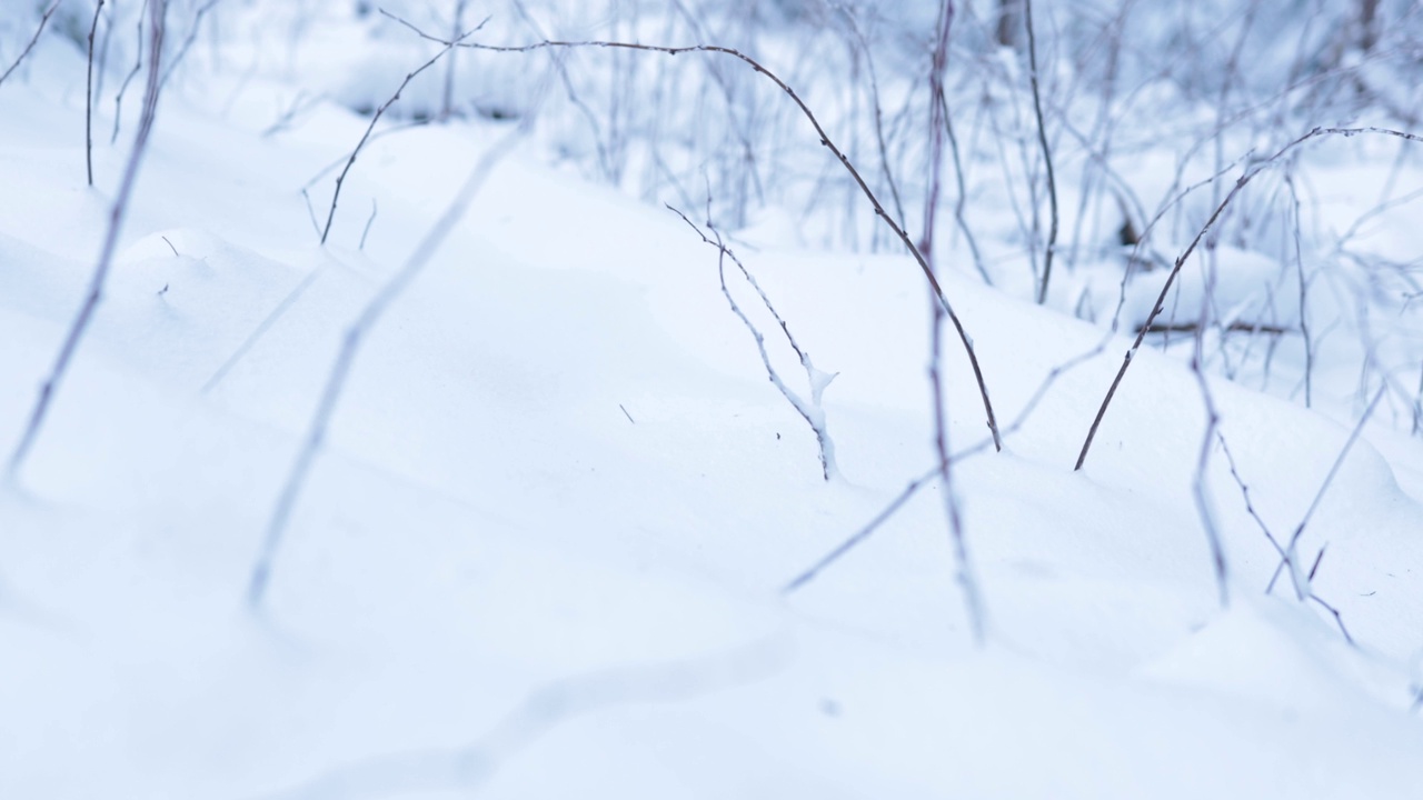 在深冬穿行于冰雪覆盖的田野，牛头森林视频下载