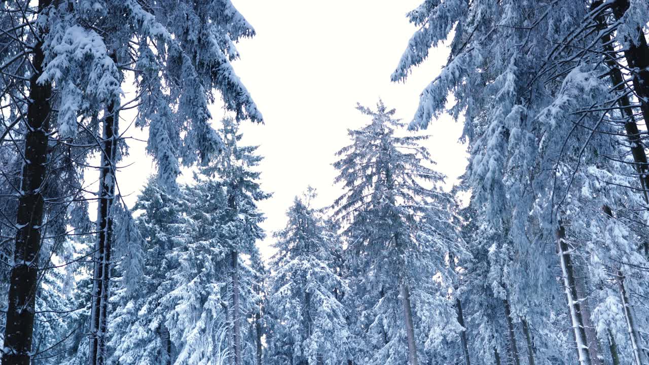 走过德国陶纳斯的冰雪覆盖的松树森林视频素材