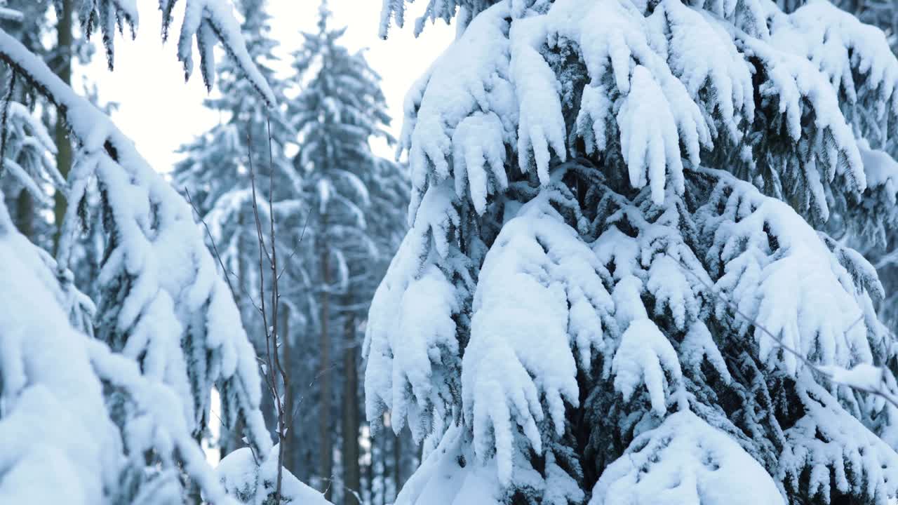 在寒冷的冬天，观察德国taunus松树上的冰冻视频下载