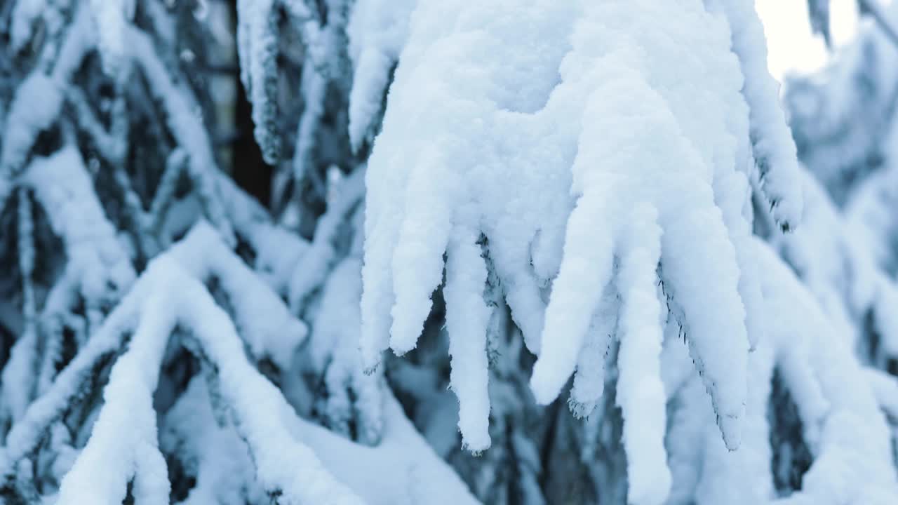 冬夜过后，观察松树树枝上的积雪视频下载