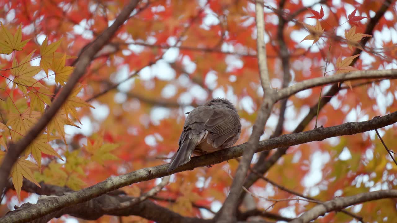 棕耳鹎(Hypsipetes amaurotis)鸟坐在日本枫树树枝上大便，背景是模糊的彩色秋叶视频素材