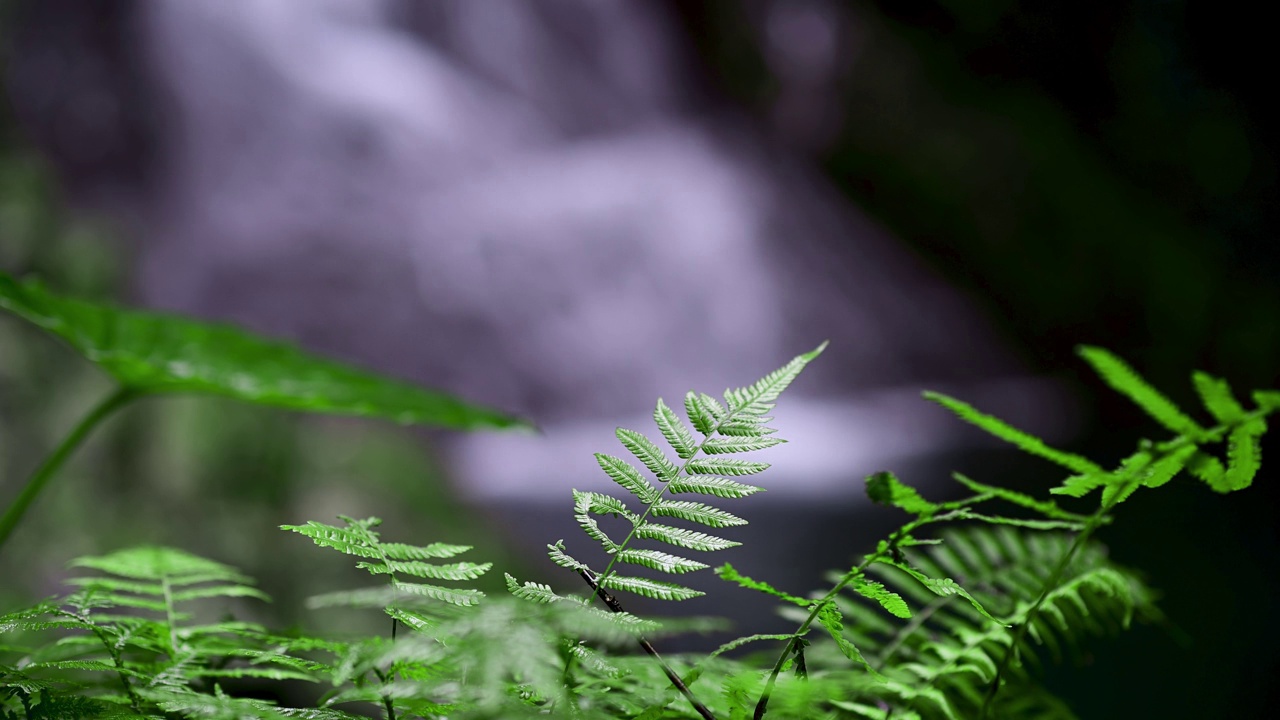 翠绿色蕨类植物。背景是瀑布。视频素材