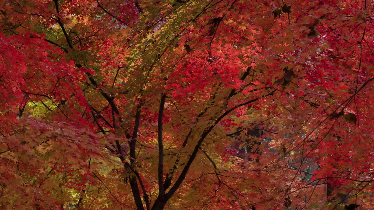 韩国秋天公园里的红色生动的日本枫树视频素材