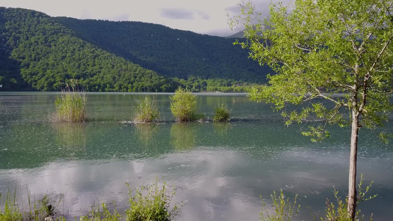 漂浮在空气中的颗粒和风移动植物，在阿塞拜疆海坎尼亚森林森林地区中部的湖上生长的一些草，被列入联合国教科文组织旅游遗产视频素材