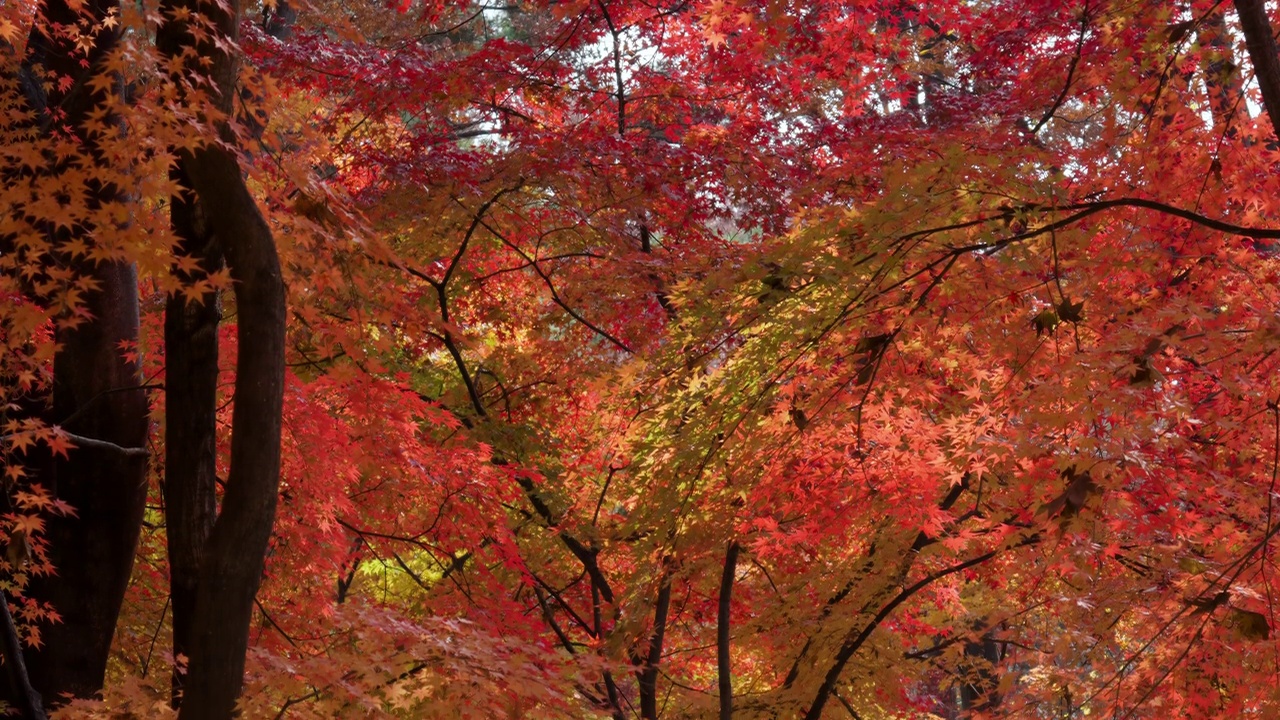 秋天公园里的红色日本枫树视频素材