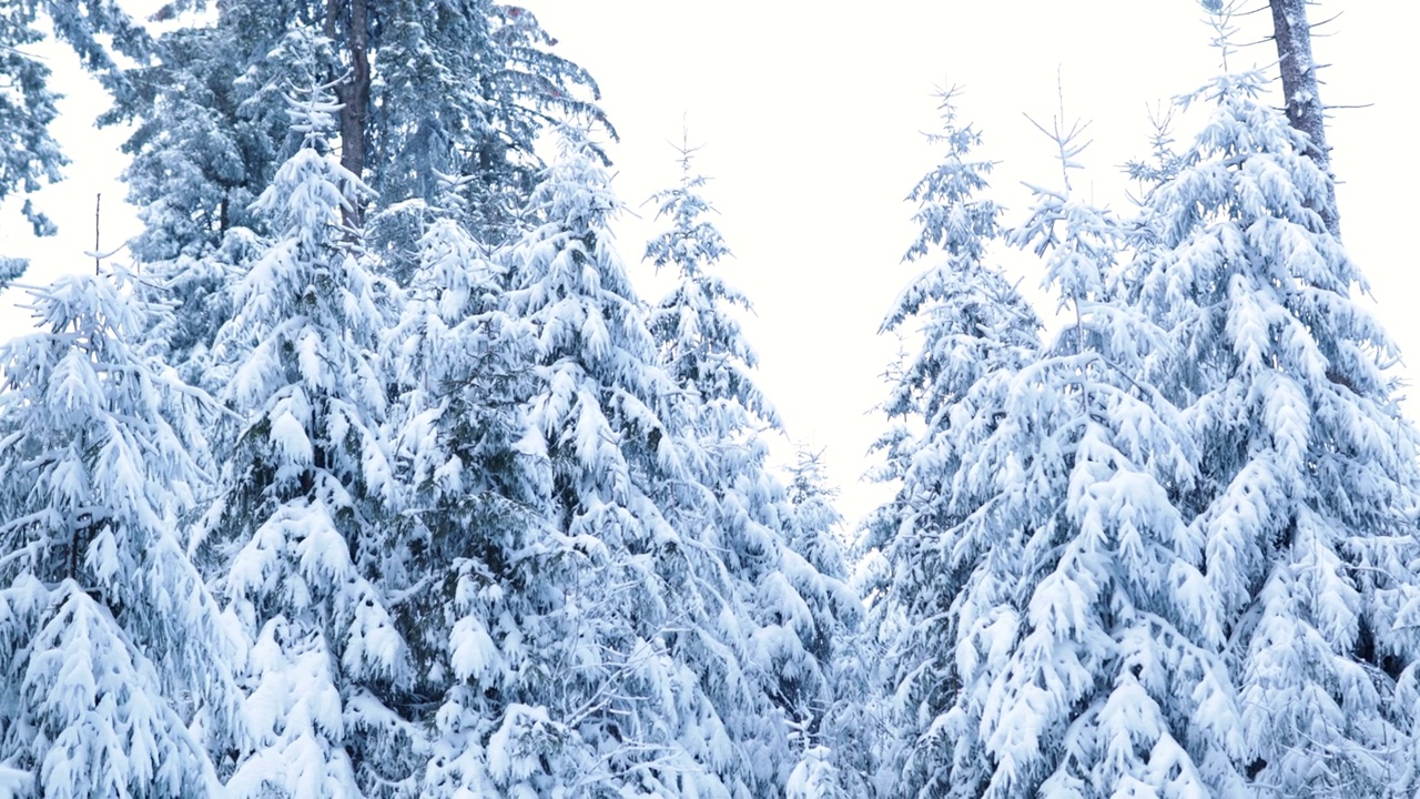 在德国陶努斯，观察冰雪覆盖的松树的冬季仙境视频下载