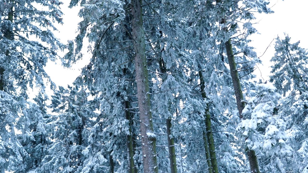 仰望着冰天雪地后的森林深处视频下载