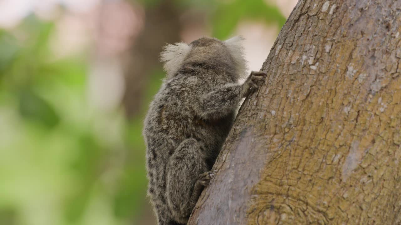 卷尾猴在树上的特写镜头视频素材