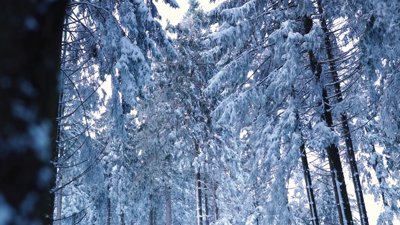 慢慢发现冰雪覆盖的松林仙境视频下载