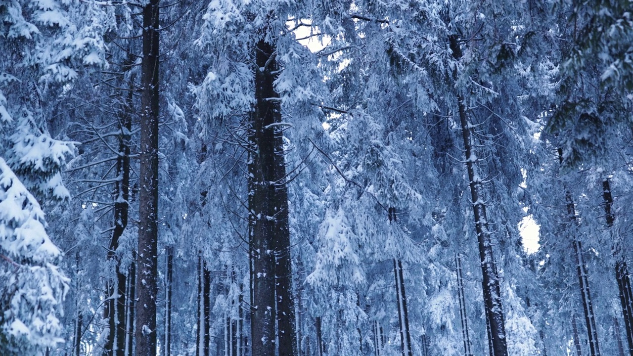 冰冷的蓝色冻在松树上，深冬的森林覆盖着冰雪视频下载