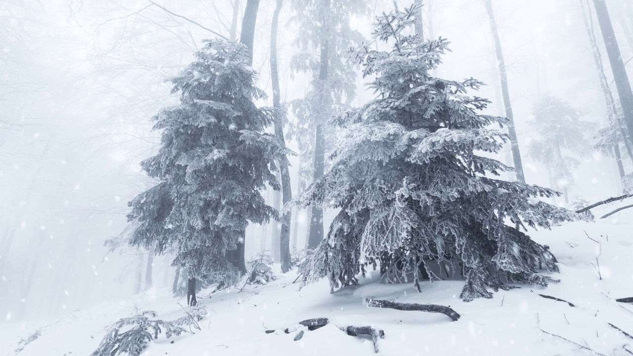 寒冷的冬季雪林景观与逼真的雪花动画。视频素材