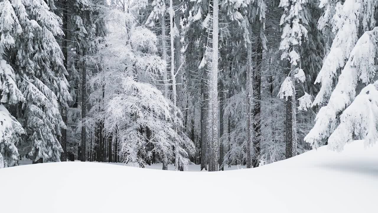 冬天，无人机飞过白雪皑皑的云杉林视频素材