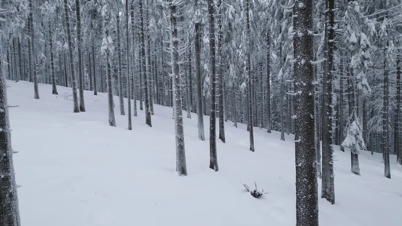 冬天，无人机飞过白雪皑皑的云杉林视频素材