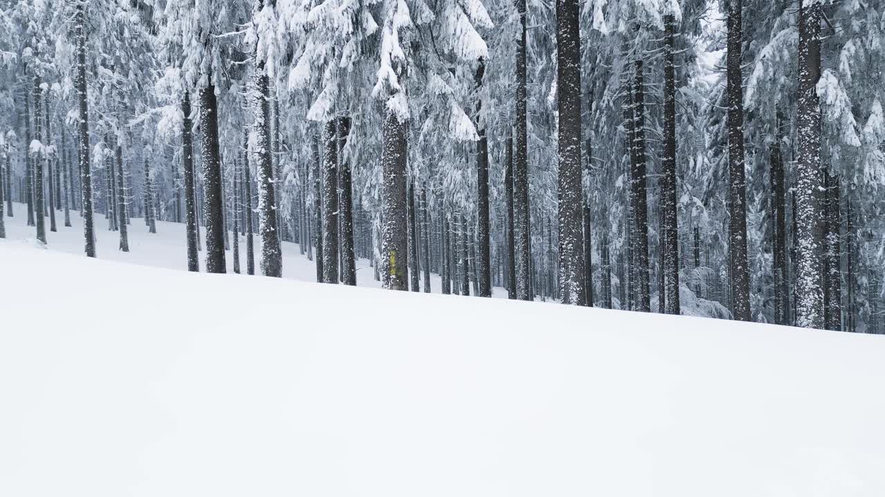 冬天，无人机飞过白雪皑皑的云杉林视频素材