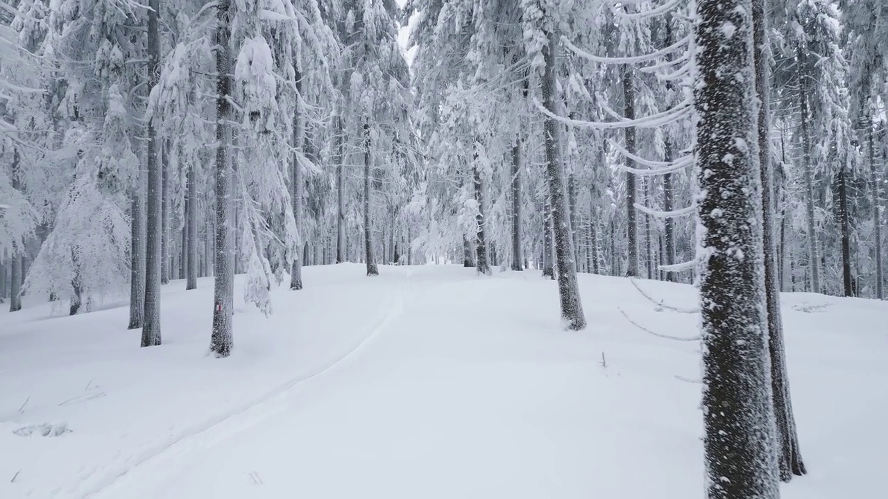 冬天，无人机飞过白雪皑皑的云杉林视频素材