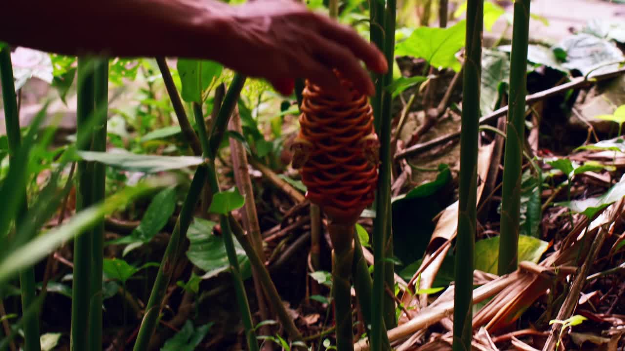 花圃中的蜂巢姜植物视频素材