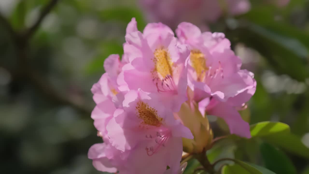 植物园里盛开的大丛杜鹃花。很多粉红色的花。视频素材