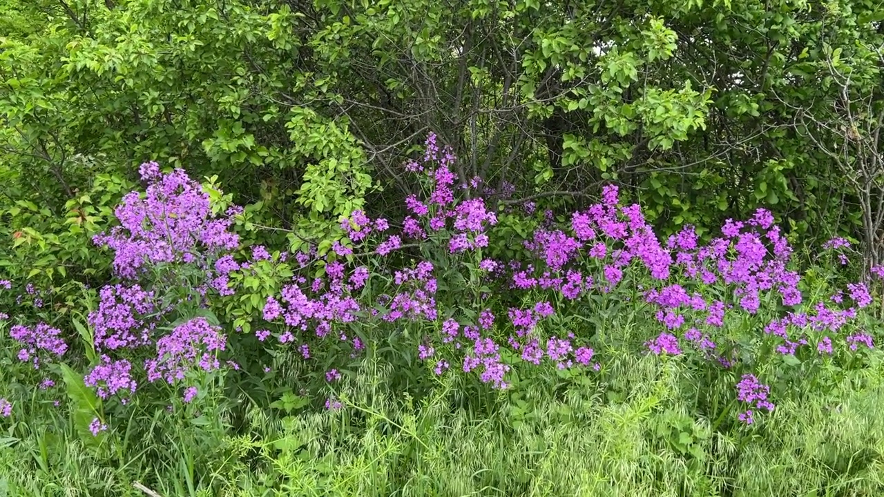 Dame的火箭紫粉色的花在夏季花园。视频素材