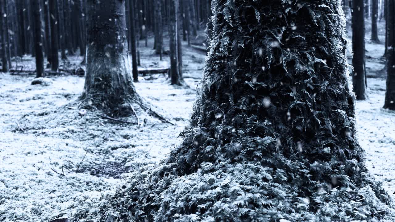 滑块拍摄的积雪森林树木在下雪。视频素材